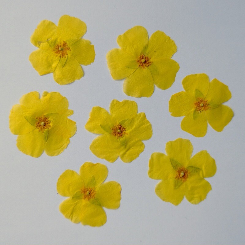 Pressed Yellow Cistus Flowers