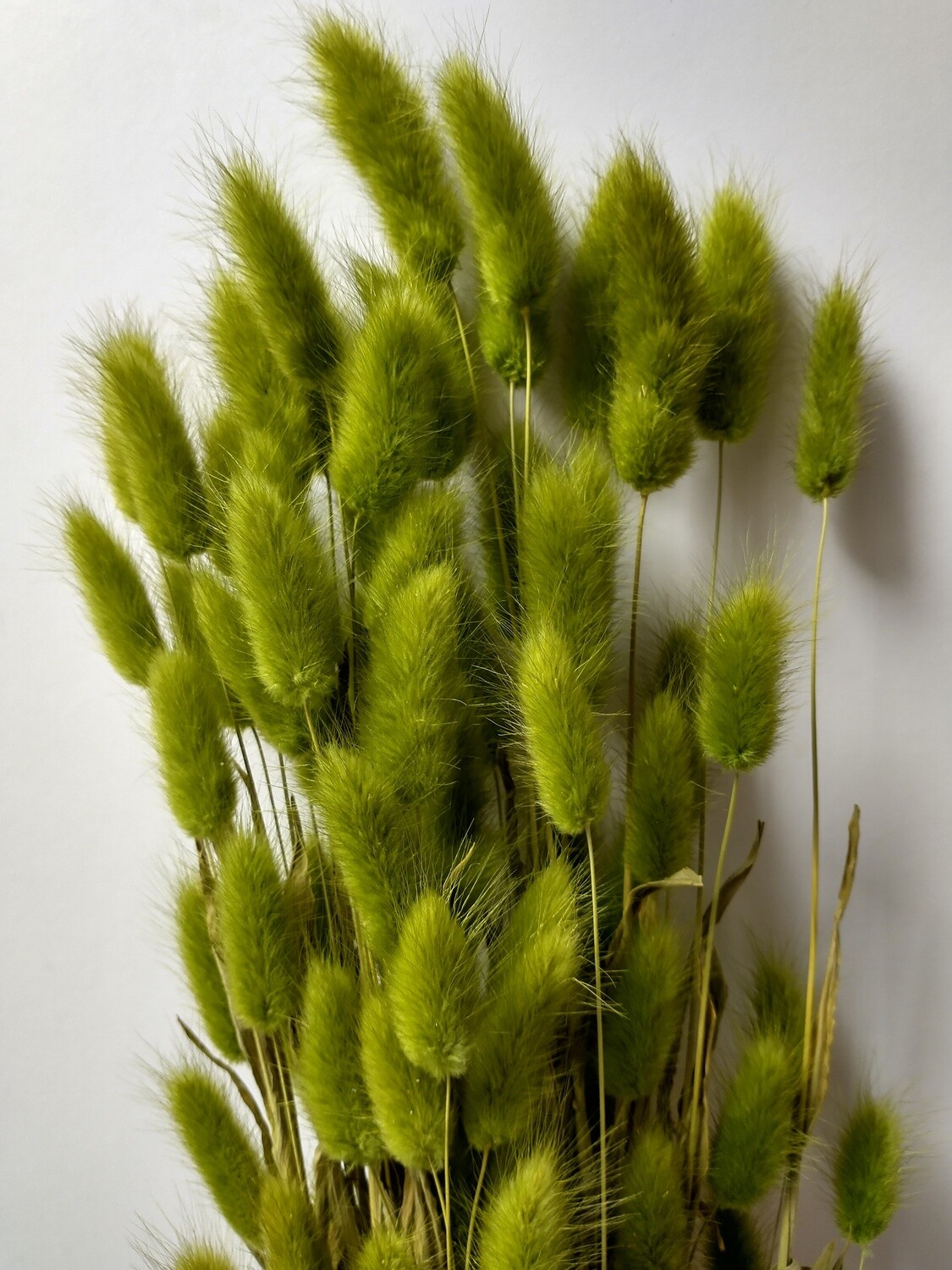 Lagurus ovatus dried grass olive green