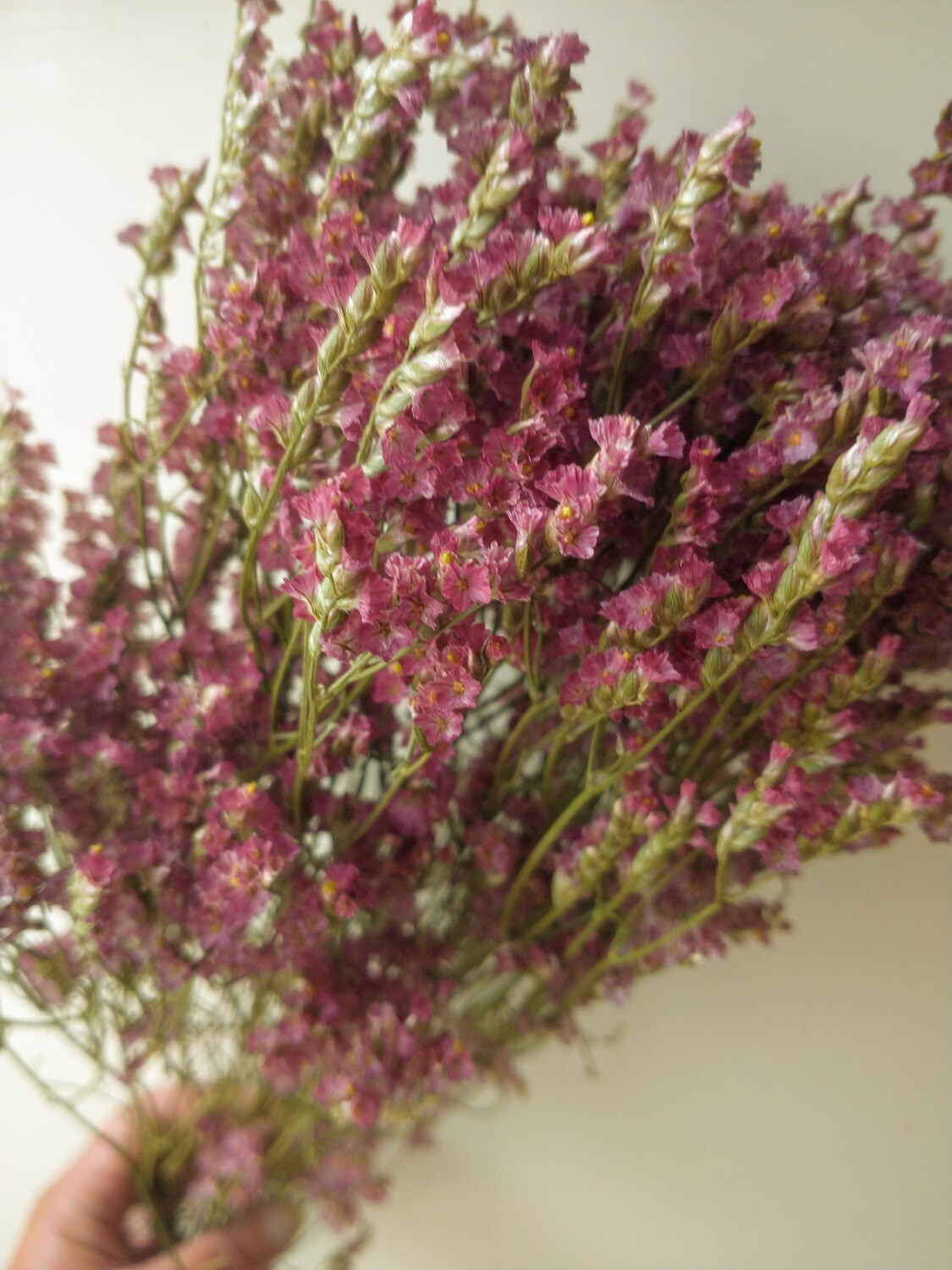 Sea lavender pink - dry Limonium sinensis 5 stems