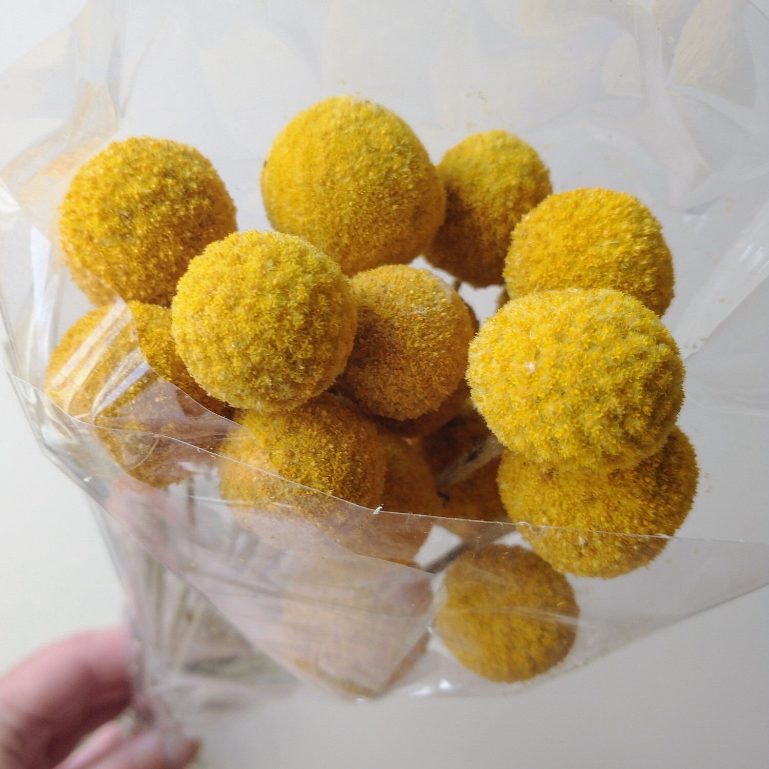craspedia stems billy buttons bunch dried