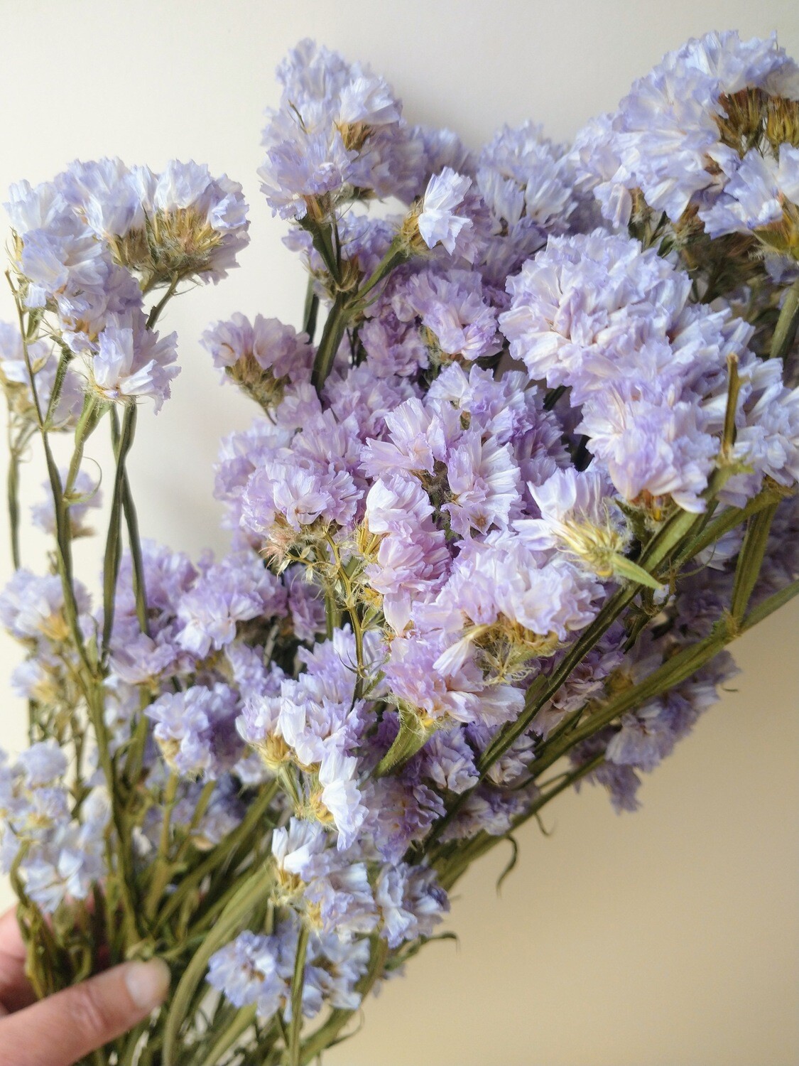 Statice sinuata dried flowers lavender colour