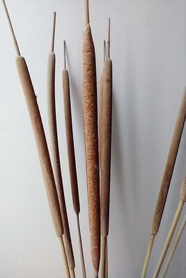 bulrush stems dried