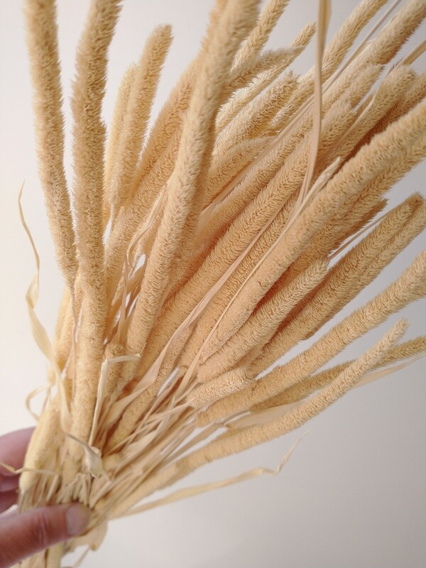 Phleum dried timothy grass bunch sand colour Phleum Dried Timothy Grass