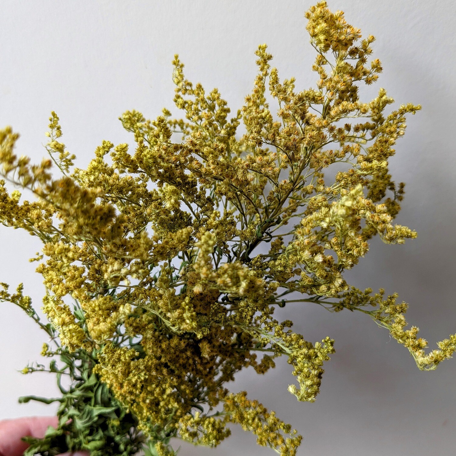 dried solidago bunch
