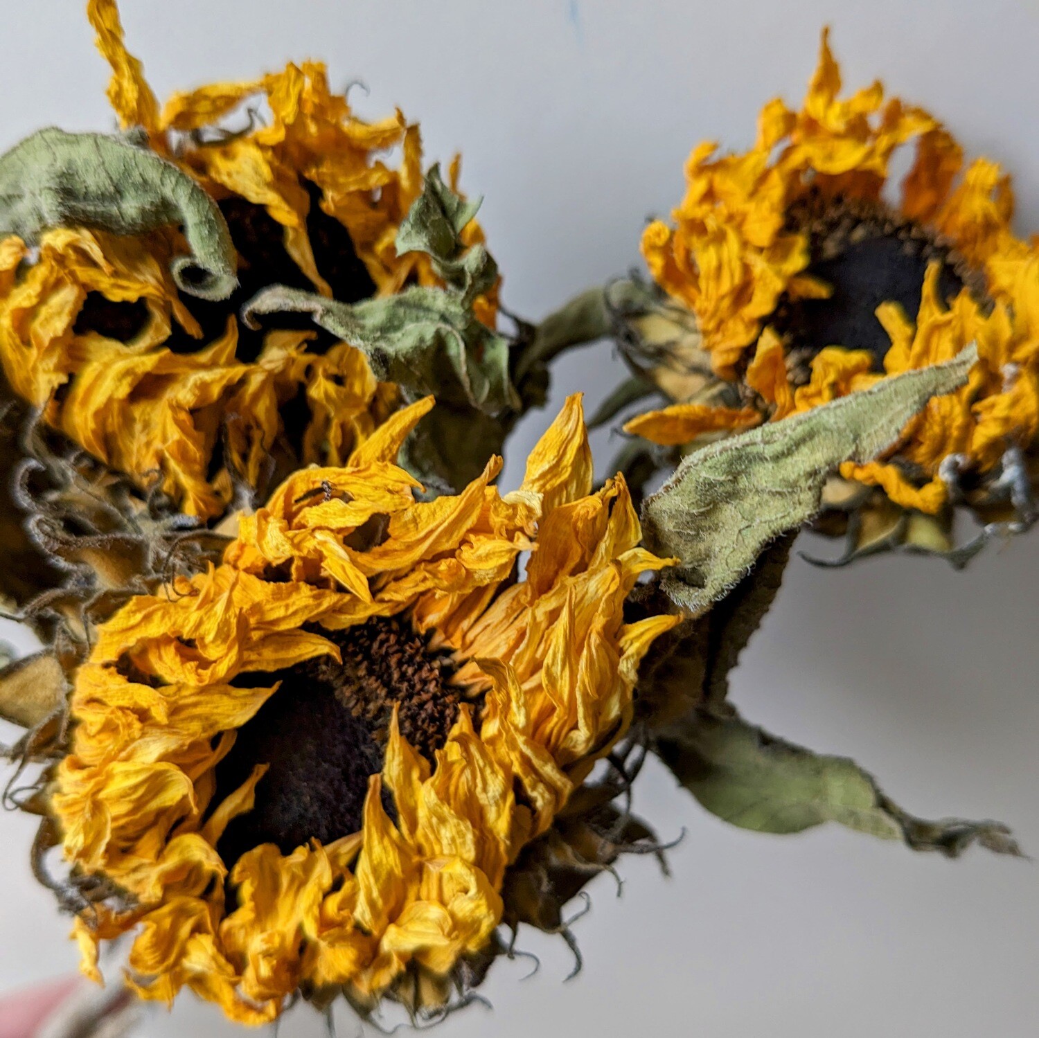 Small Sunflower dried 3 stems UK