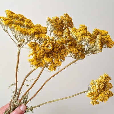 achillea flowers dried uk