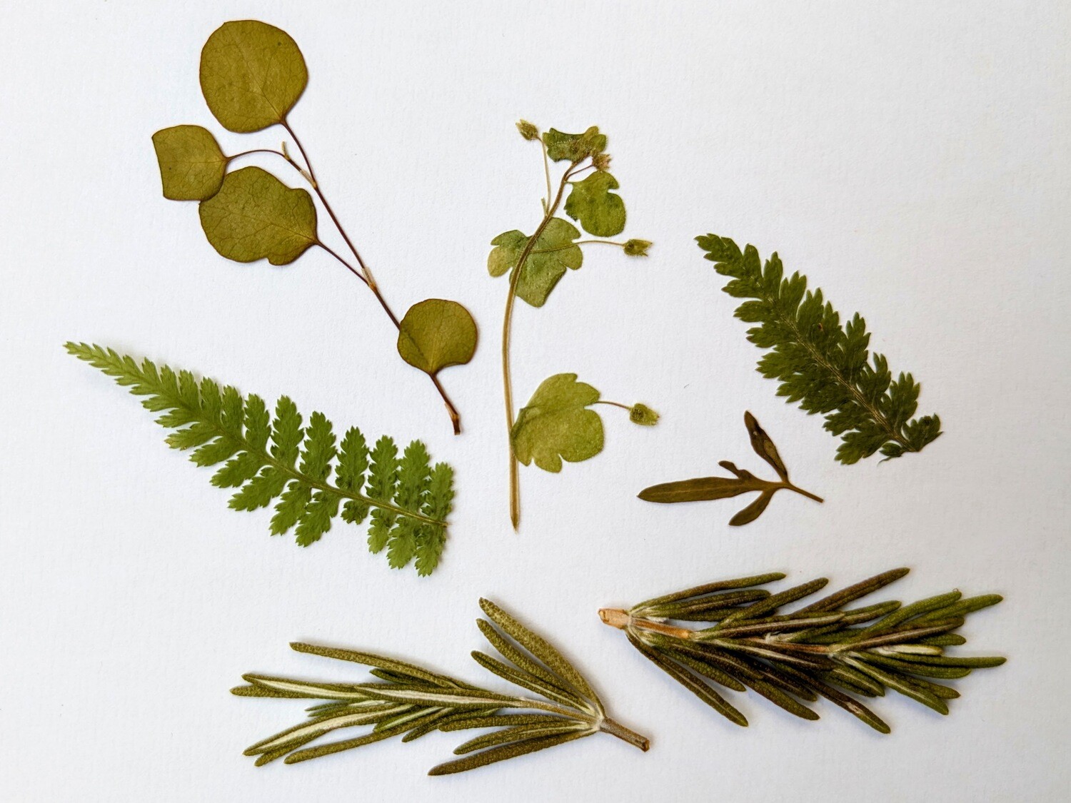 Pressed Mixed Dried Leaves
