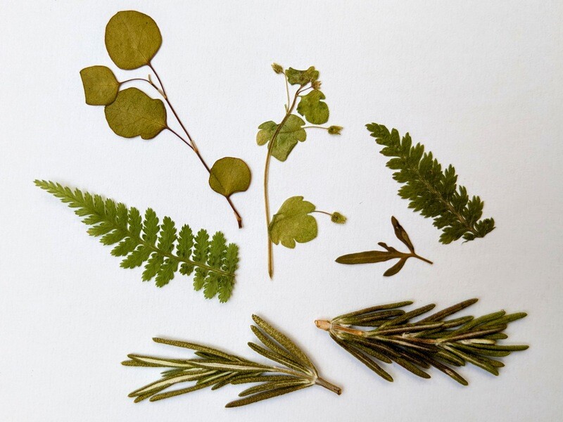 Pressed dried leaves mixed 7 pack UK Pressed Mixed Dried Leaves