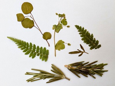 Pressed dried leaves mixed 7 pack UK
