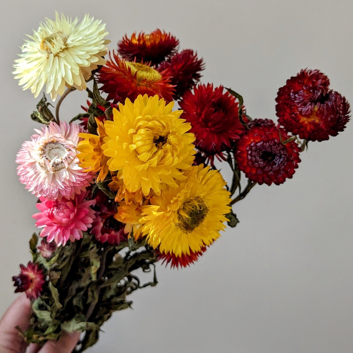 Helichrysum strawflower dried flower bunch mixed UK