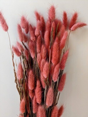 Lagurus Dried Grass Pink