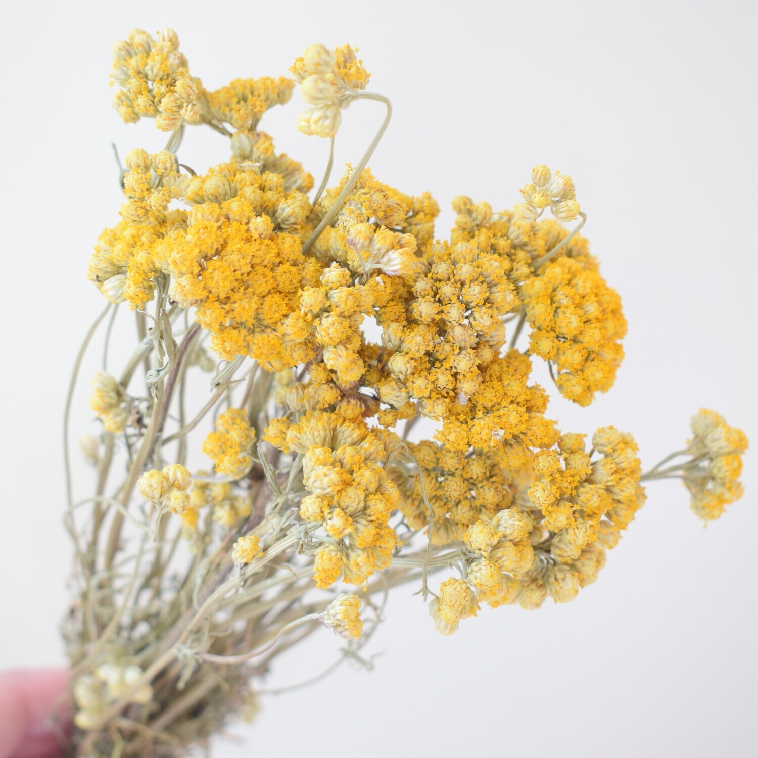 Dried flower bunch yellow Ageratum - Lona small UK