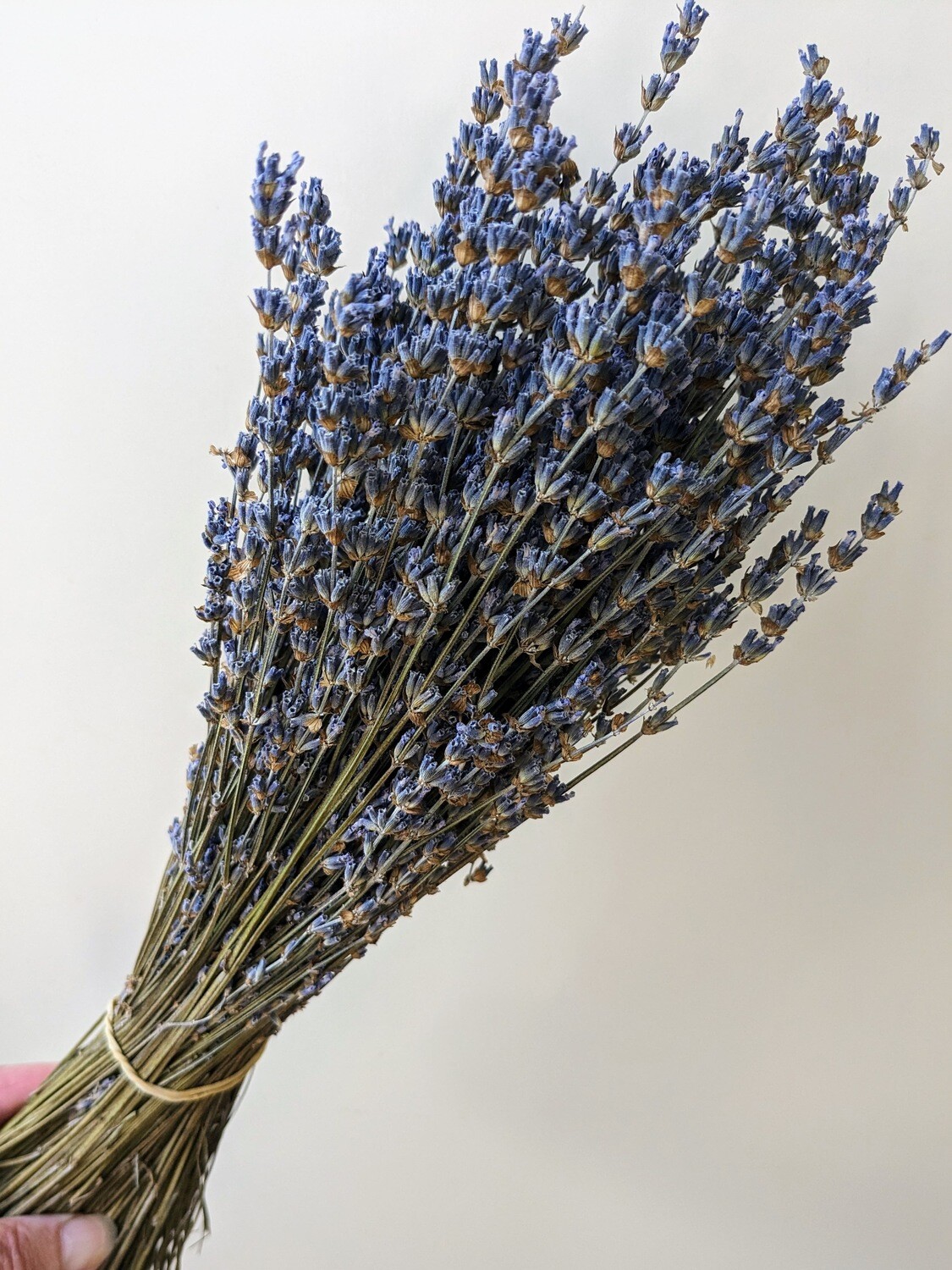 Lavender Bunch Mid Blue