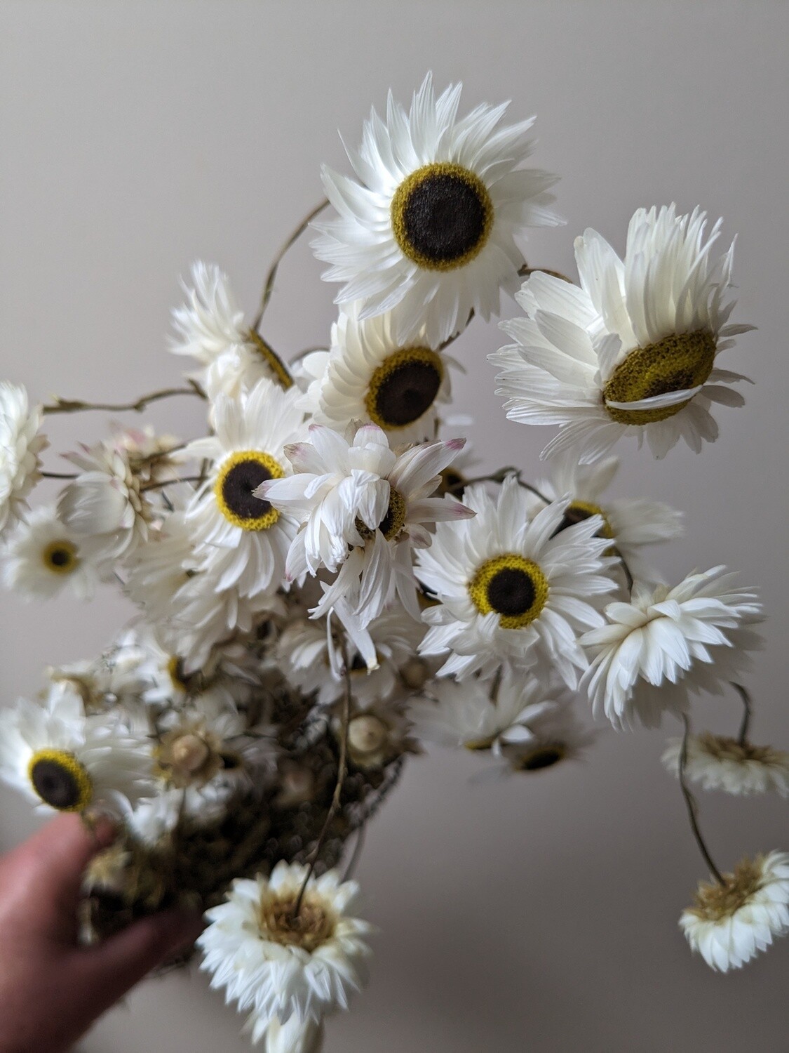 Dried white Acroclinium daisies Seconds