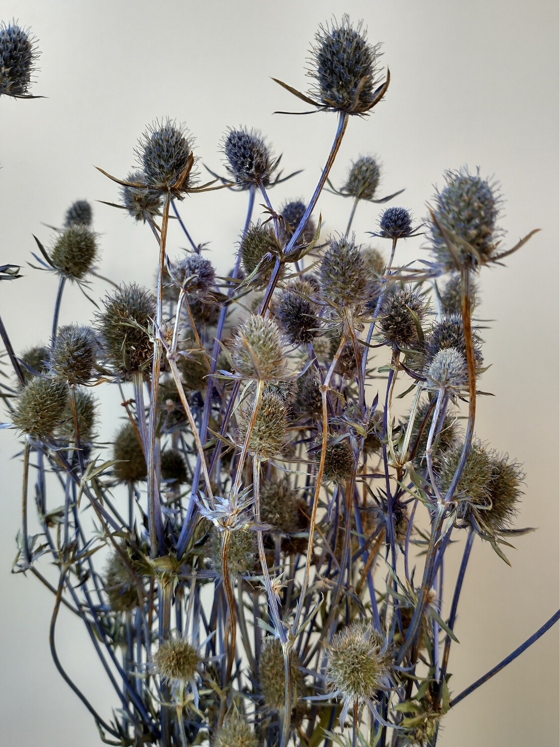 Eryngium thistle bunch dried natural steely blue