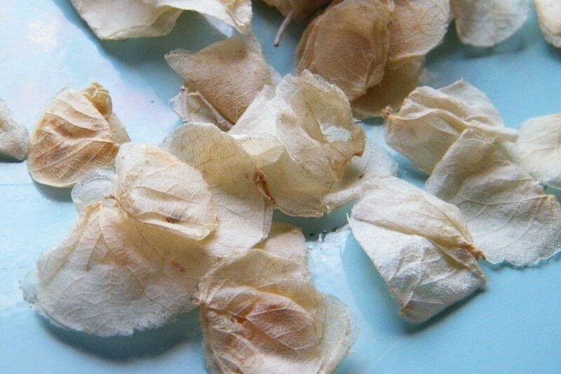 Sweety petal confetti ivory and cream wholesale dried flower wedding confetti petals bulk