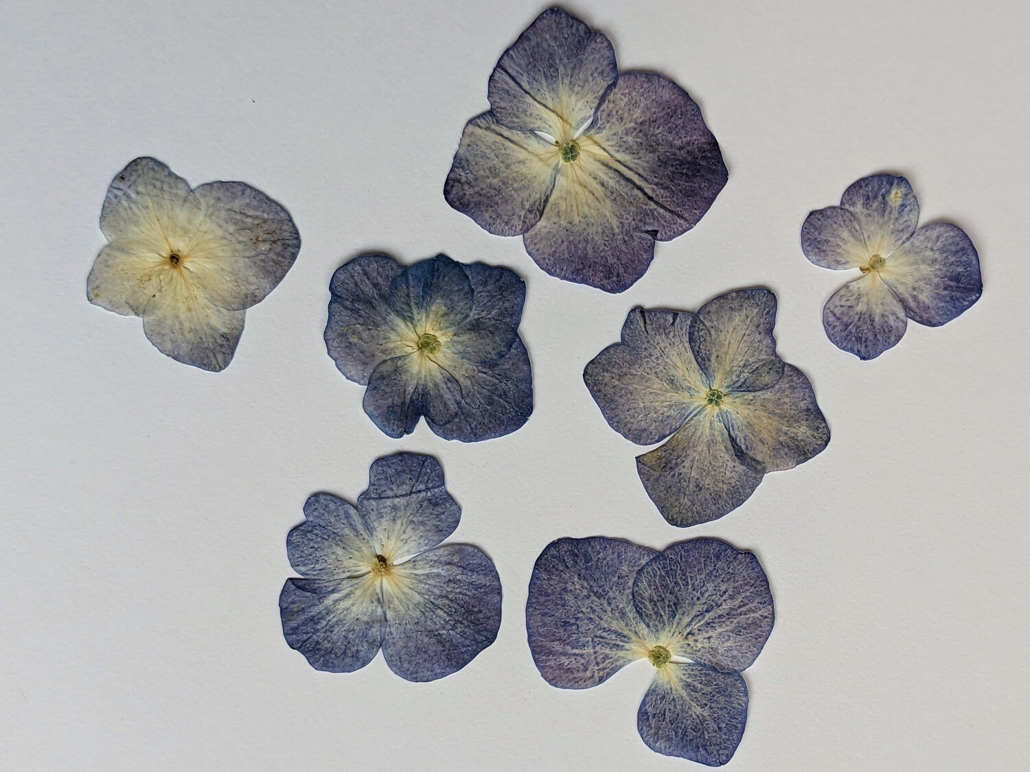 Pressed flowers hydrangea 7 pack blue Seconds