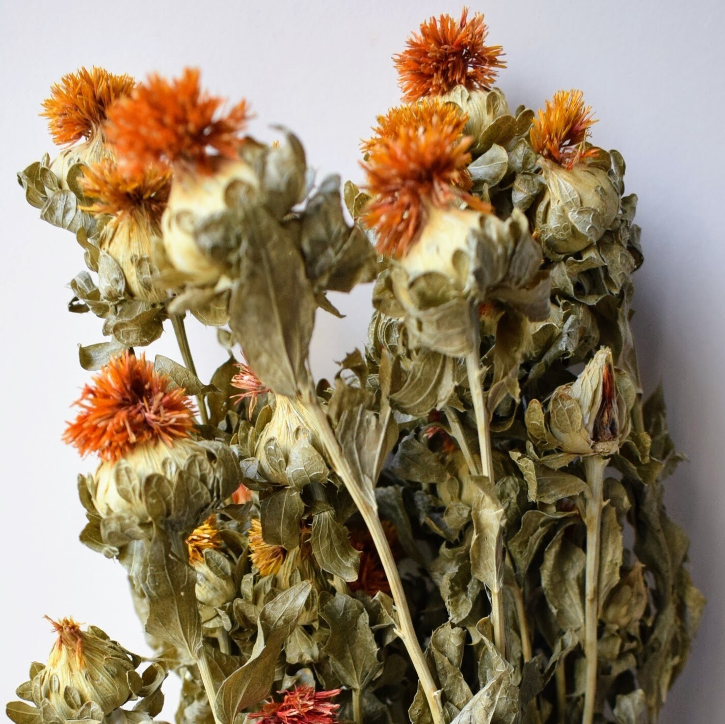 Safflower - Carthamus - orange dried flowers bunch