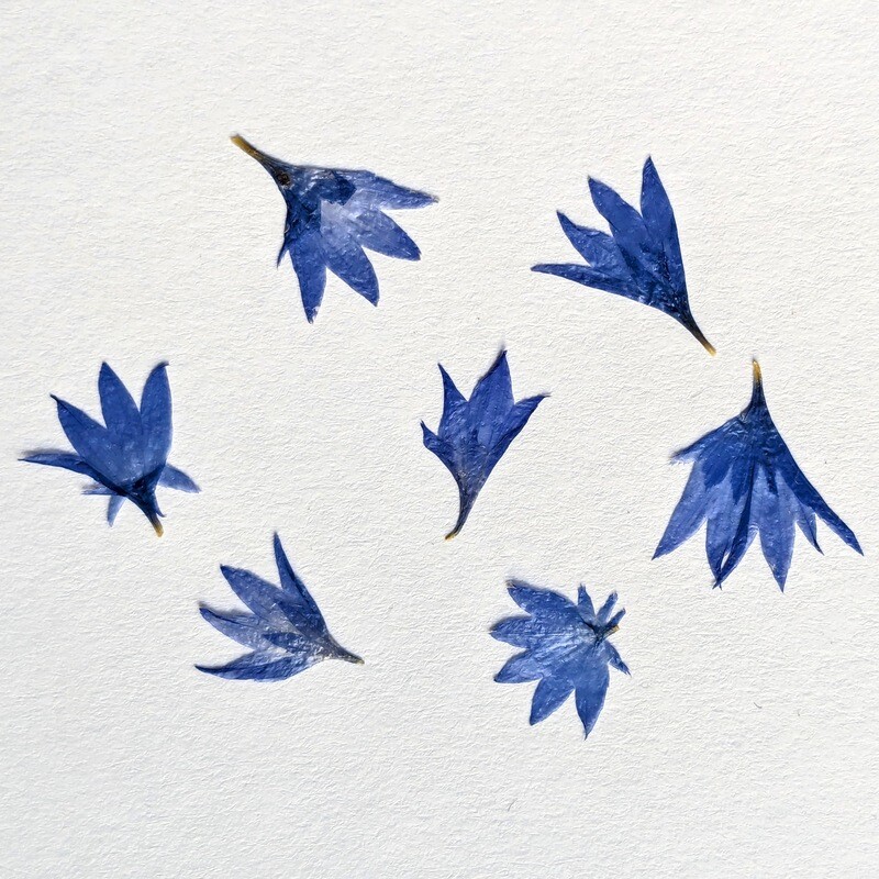 Pressed Cornflower Petals