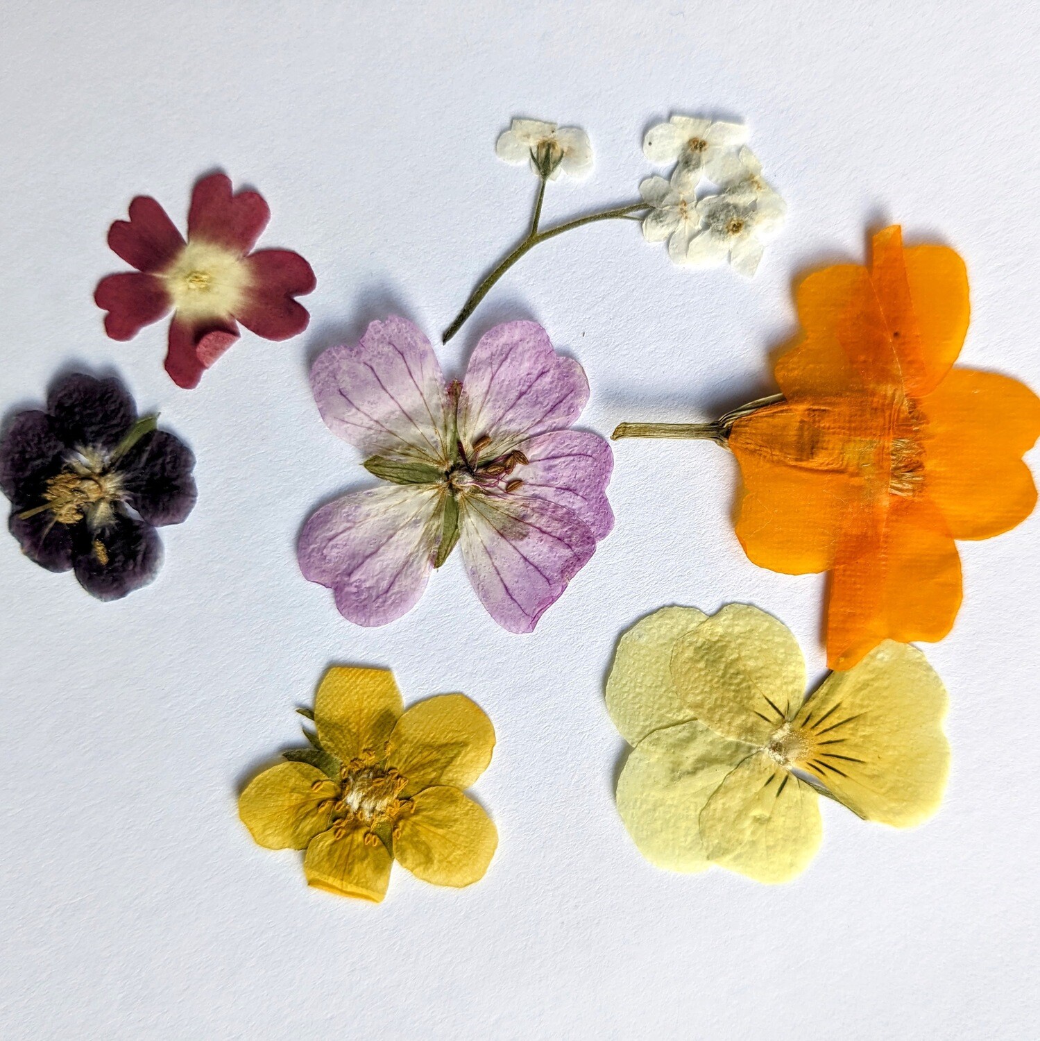 Pressed flowers mixed pack of 7 UK