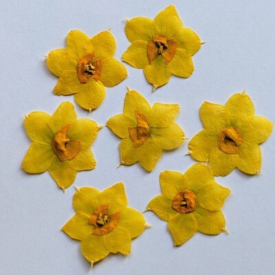 pressed daffodils uk