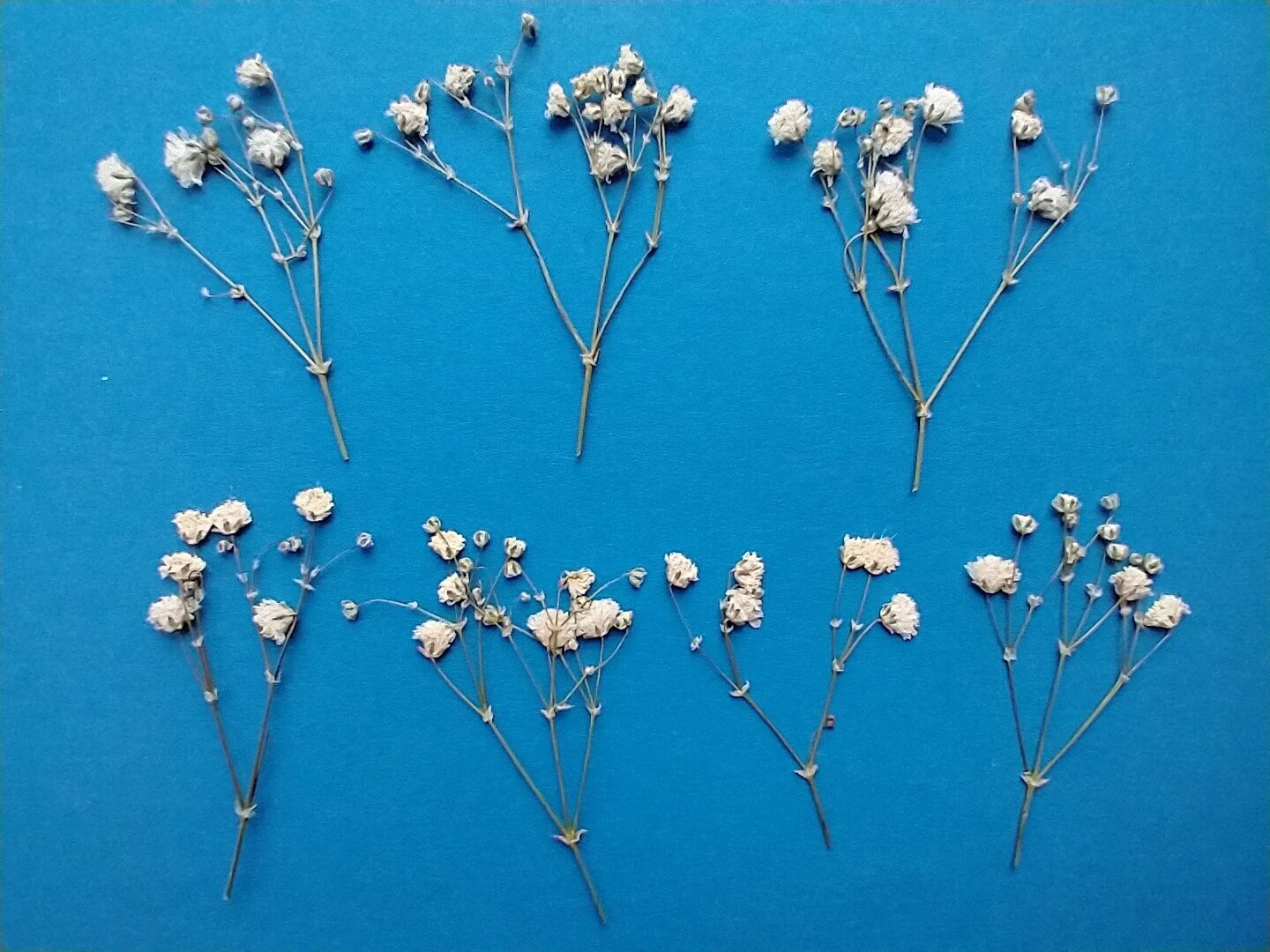 Pressed flowers gypsophila white UK 7 pack