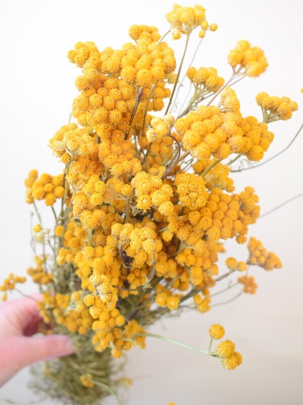 Dried flower bunch yellow ageratum - Lona dried lonas flowers yellow ageratum bunch