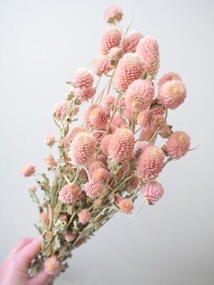 globe amaranth pale pink dried