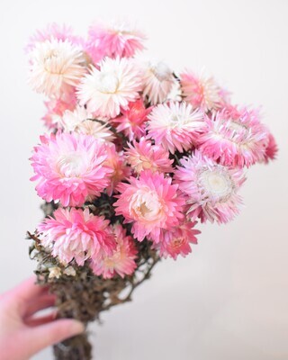 helichrysum bunch pink dried