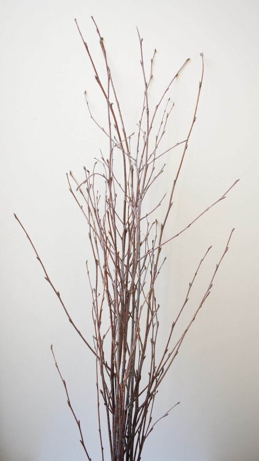 birch stems dried natural