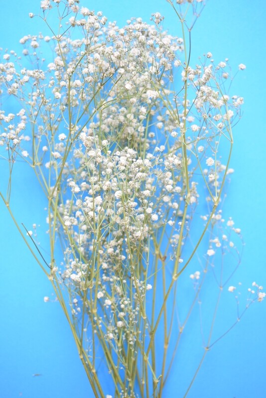 Gypsophila dried flower bunch natural white UK Seconds gypsophila bunch dried white natural