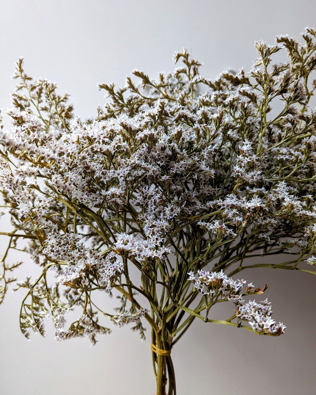 dried statice tartarica stems natural white