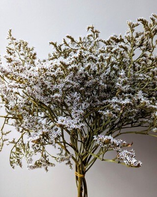 dried statice tartarica stems natural white