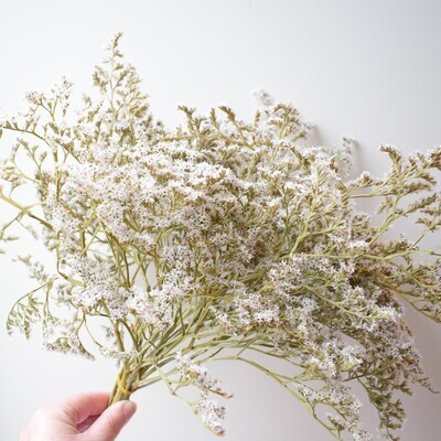 statice dumosa bunch dried white natural