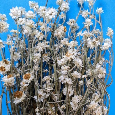 ammobium white dried flower bunch