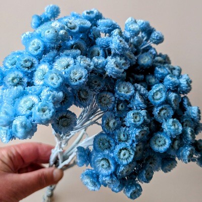 Helichrysum Immortelle dried flower bunch blue