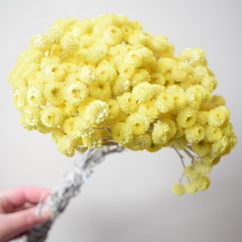immortelle bunch natural dried helichrysum yellow
