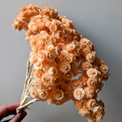 Helichrysum Immortelle dried flower bunch peach