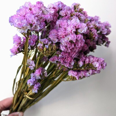 lilac statice bunch dry