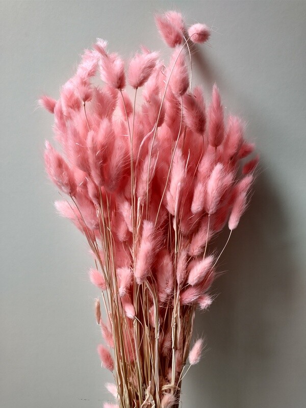 Lagurus dried grass bunch pale pink 80 stems Sale lagurus pink