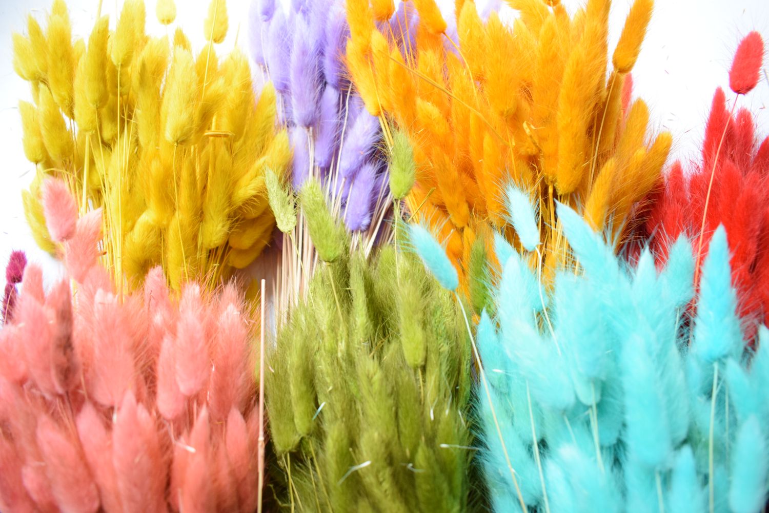 lagurus bunch dyed