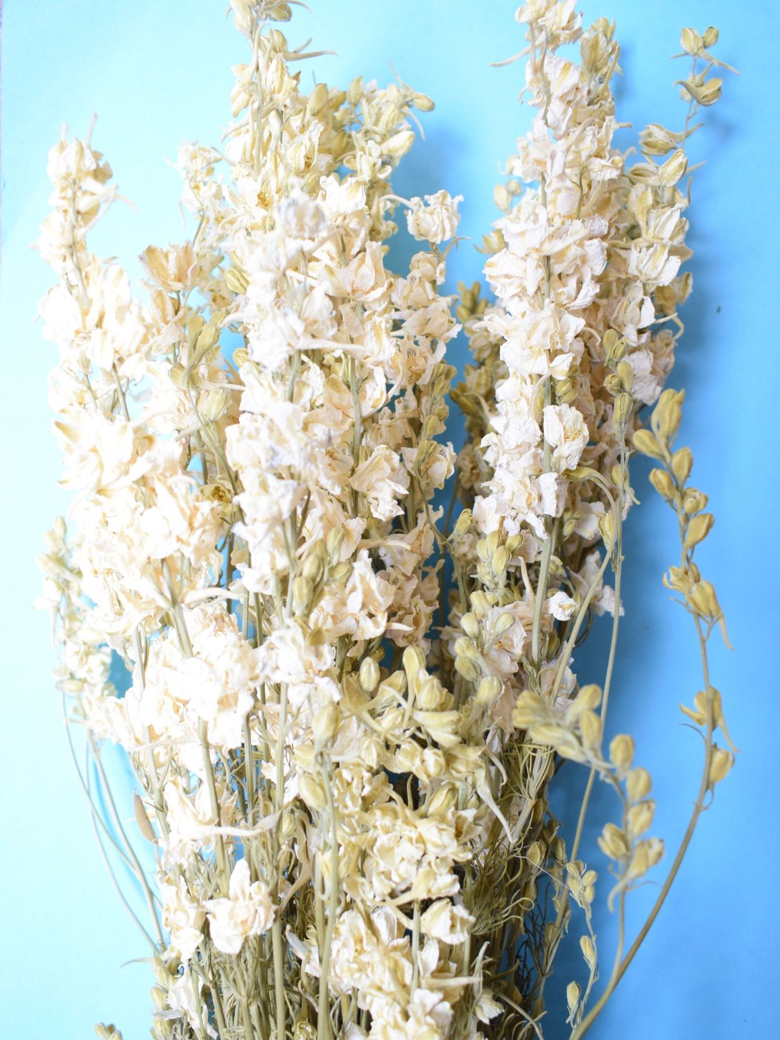delphinium bunch dried white
