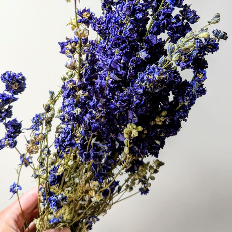 Delphinium bunch dried dark blue 60cm - Larkspur stems Sale dried delphinium bunch dark blue