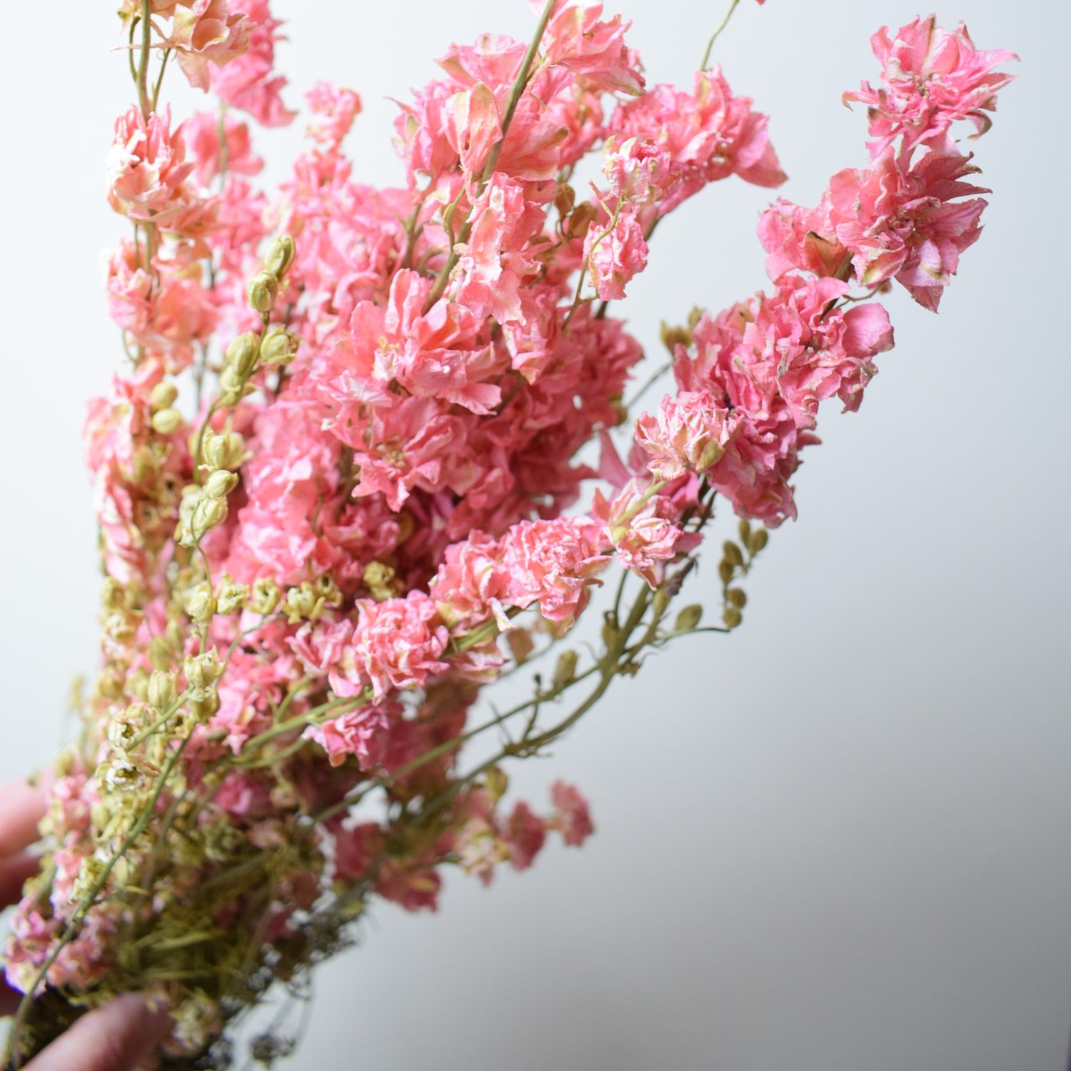 Delphinium larkspur bunch dried pink UK Buy dried flowers
