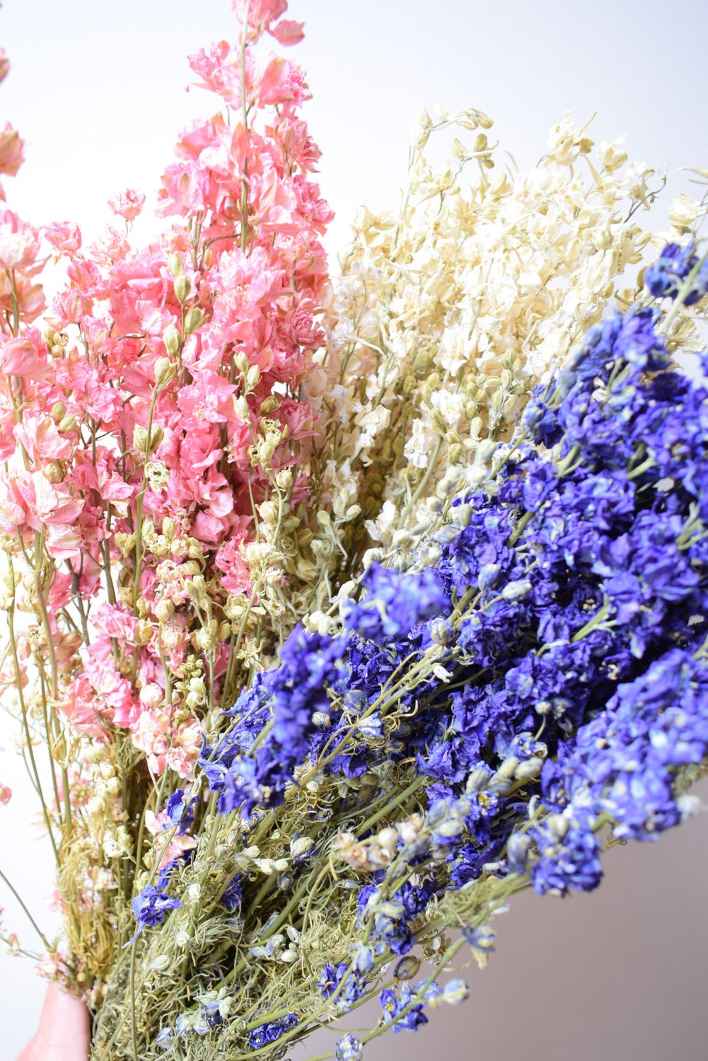 delphinium bunches dried