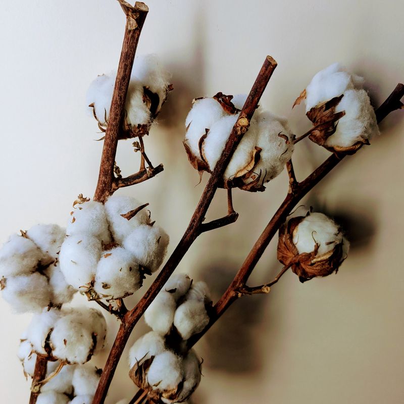 Cotton pods 3 stems Gossypium bolls Sale cotton pods stem dried