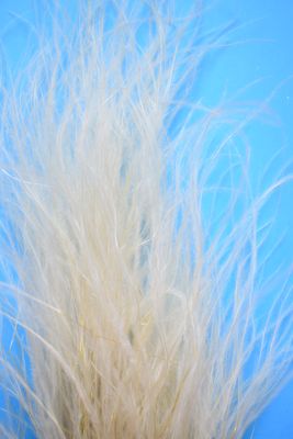stipa pennata stems