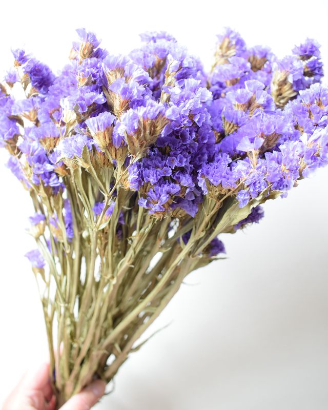 Statice sinuata dried flowers purple violet Offer purple statice dried flower bunch