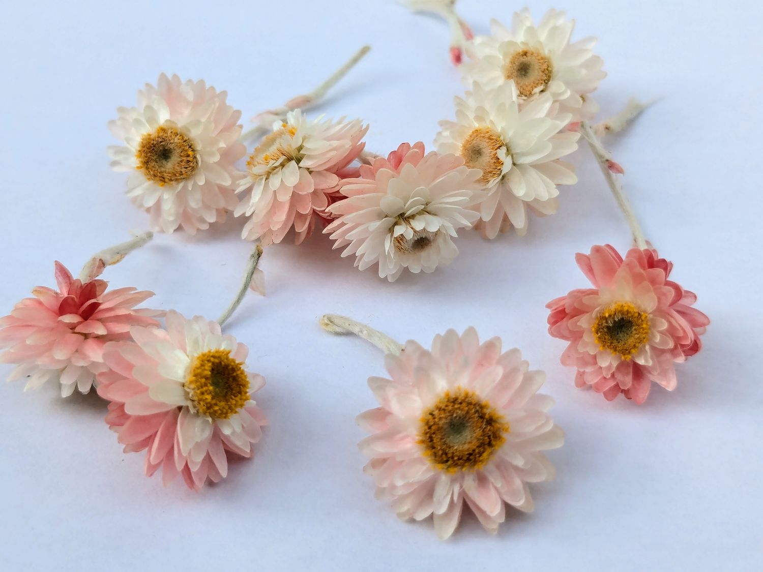 Helichrysum amorginum dried flowers