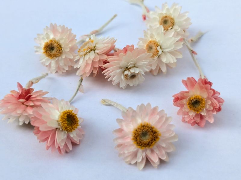 Helichrysum flower heads tiny pink x10 UK Helichrysum amorginum dried flowers